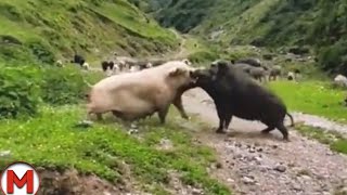 90 Craziest Animal Fights of All Time 2023