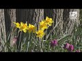 early blooms at the cincinnati zoo