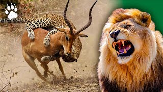 Les prédateurs d'Afrique - Icônes de la vie sauvage - documentaire animaux - HD - Amp