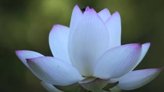 蓮池　[ Lotus pond ] 和歌山県植物公園緑花センター