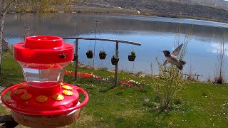 Male Calliope Hummingbird - April 26, 2023