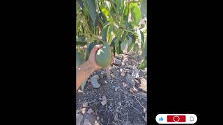 producción de la palta fuerte #paltafuerte #limatambo#cuscoperú #viral