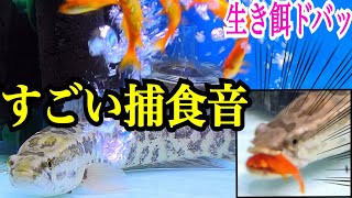 まるで破裂音？！ライギョに生きエサ与えたら音が凄かった！