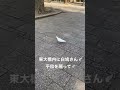 東大構内に白鳩さん🕊平和を願って🕊