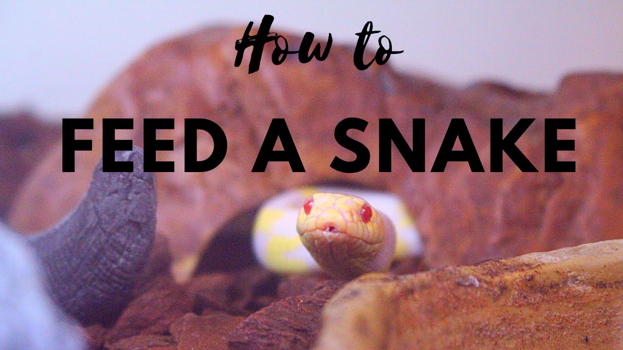 How To Feed Snakes Youtube
