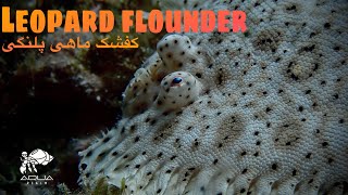 Discover the Fascinating Leopard Flounder: Nature's Camouflage Expert