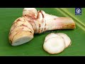 galangal alpinia galanga essential oil plant portrait by dr. malte hozzel