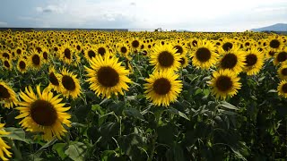 美しい Sunflower \u0026 Apple green color　ひまわりロード　山口県の話題のひまわり３選 アラウンド スペシャル‼