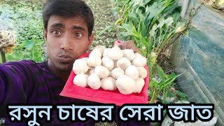 রসুন চাষের সেরা জাত।।@juangangelrTvAgro