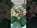 hydrangeas the varieties that i grow shorts hydrangeas flowers garden gardeningaustralia