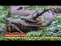 Nyata‼️Bertemu Naga Antaboga Milik Angling Dharma Bertapa di Tebing, Di Hutan Trawas Mojokerto