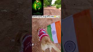 థోర్ బాబు 🐕  తరుపునా 78వ స్వాతంత్ర్య🇮🇳 దినోత్సవ శుభకాంక్షలు 🥳 #india #independenceday #thor #jaihind