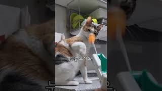 고양이한테, 장난감 총을 쐈다. 나만, 신났어?ㅋㅋㅋㅋ #cute cat