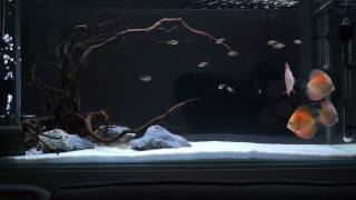 3ft Discus Aquarium [HD]