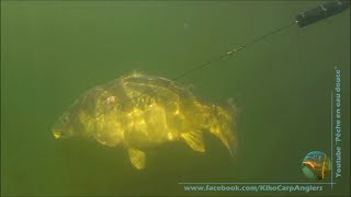 Water Wolf Underwater footage with 39 lb carp in Amiens-France