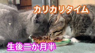 【食事シーン】生後二か月半子猫姉妹のカリカリタイム