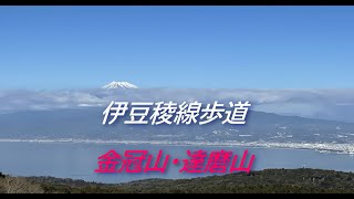 【伊豆稜線歩道】金冠山・達磨山、絶景の道を歩く