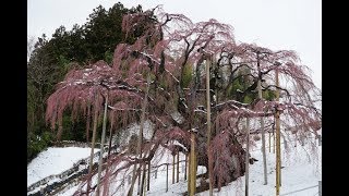 2019滝桜・雪景色