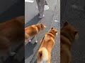 柴犬福 先輩柴と歩く柴犬🤣shiba friend🤣 shorts funny funnydog dogshorts shiba comedy 시바견