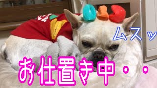 【めっ！】オモチャを壊しすぎて怒られるフレンチブルドッグ