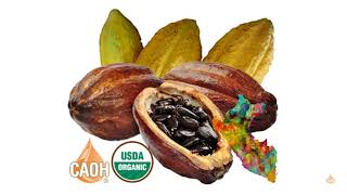 Organic Cacao Oil Absolute Cocoa Theobroma cacao Peruvian 1 oz