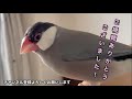 ちょっかいを出されても何度も手の中に入ってくる文鳥 あずき java sparrow