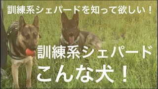 訓練系シェパードはこんな犬🐶最後に私からのお願い🙏