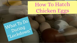 How To “Lockdown” Chicken Hatching Eggs! The Last 3 Days Of Incubation, Day 18 Out Of 21