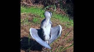 アオサギ３調布地区 2024 09 26 #アオサギ #野鳥 #birds #wildlife #nature #自然観察ぶらり散歩