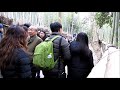 kyoto bamboo road sagano 嵯峨野　竹林の道