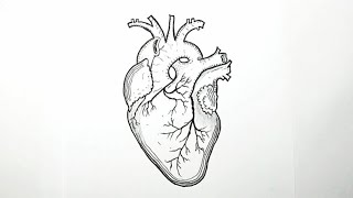 How to draw a human heart step by step / Heart drawing