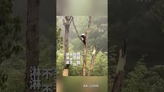 #快看趣闻 国宝大熊猫的奇葩躲雨方式，传说中的顾头不顾尾？！网友：这是躲雨还是洗澡？