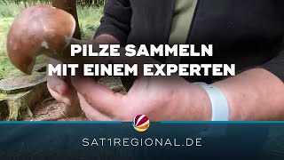 Pilze sammeln im Wald: Unterwegs mit dem \