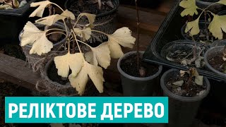 Рівнянка вирощує тисячу дерев гінкго білоба на своєму подвір'ї