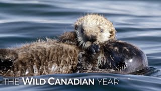 Adorable Sea Otters Frolic As Filmmaker Takes Cover | Wild Canadian Year