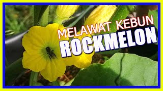 Jalan-jalan Melawat Kebun Rockmelon 25HST