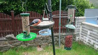 Bullfinch on the feeders