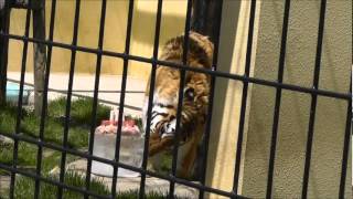 2012年5月20日　釧路市動物園　アムールトラ　ココア４