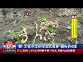 慘 天候不佳花生泡水發芽損失約4成