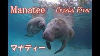 Manatee　マナティー　フロリダ　ニシインドマナティー　アメリカマナティー