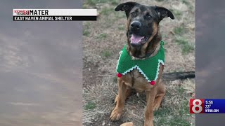 Pet of the Week: Mater