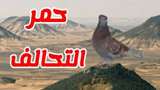 ( حمر التحالف ) طير : طارق الحبشي ( حمام القاعدة الصلبة ) +96599783837