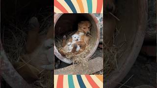 ஆஸ்பித்திரி ரொட்டி இப்படித்தான் போல ... #dog