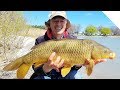 Shore Fishing for Carp - A Simple Setup for Easy Results | Boatless Angler