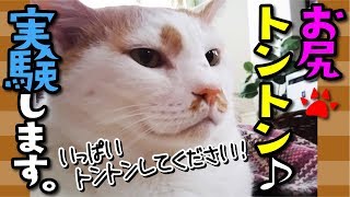 【猫 実験】猫のお尻をとことん叩いてみる