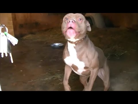 HOW TO FEED A PITBULL FOR MUSCLE NOT FAT PART 1 HOW TO FEED A PITBULL FOR MUSCLE NOT FAT PART 1
