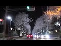 夜桜2019