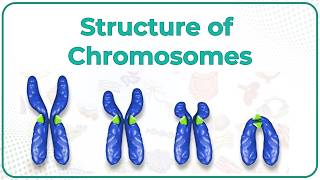 Structure of Chromosomes: Chromosome morphology & Karyotyping : USMLE Step 1