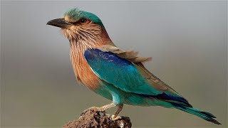 Beauty Of Indian Roller Bird