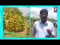 ఖర్జూర సాగు... ఒక్కసారి నాటితే 80 ఏళ్లు దిగుబడి.. dates farming dates cultivation process rtv